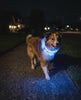 LED Glow Dog Leash – Night safety lifestyle video, dog wearing glowing blue LED collar on nighttime sidewalk